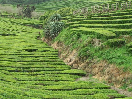 campos de té