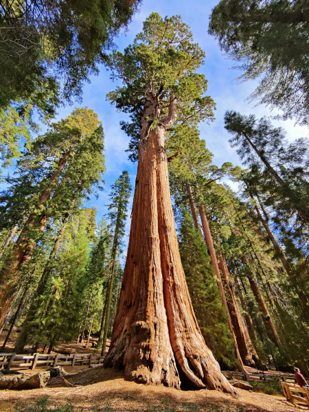 Sequoia NP