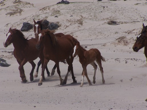 caballos libres