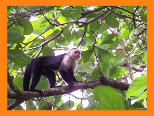 monos en Cahuita