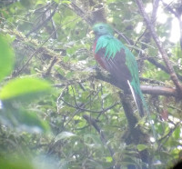 Quetzal