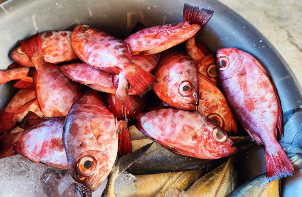 peces