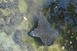 manta raya