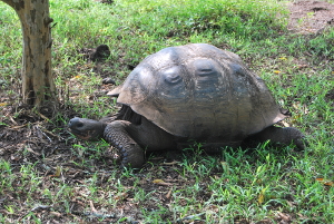 tortuga