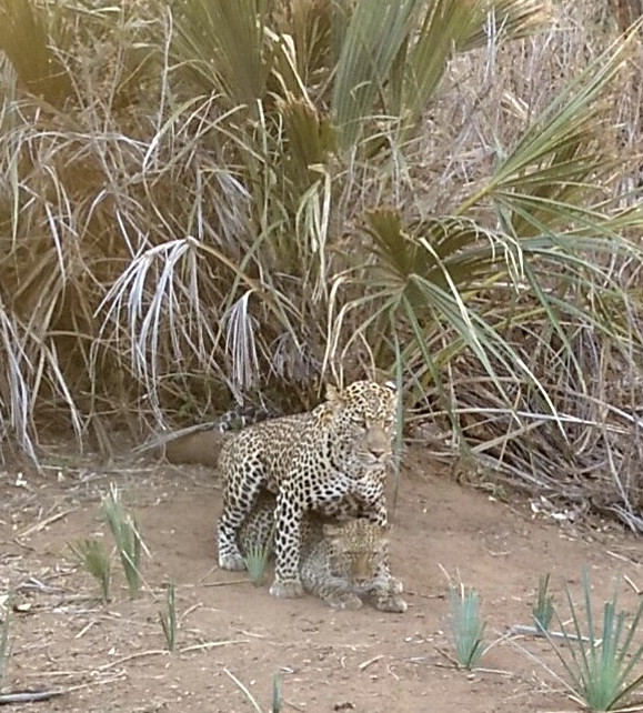 leopardos
