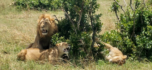 leones