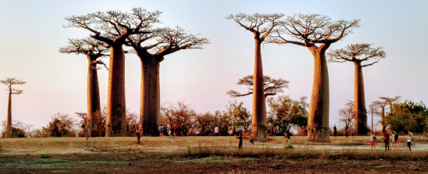 avenida de los baobabs avenida de los baobabs