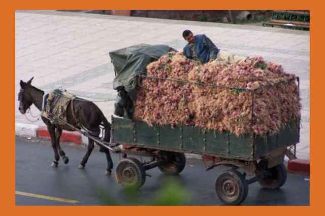 carro de cebollas