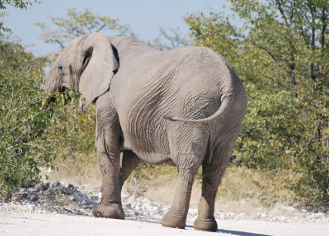 elefante