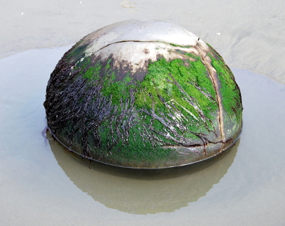 Moeraki boulders
