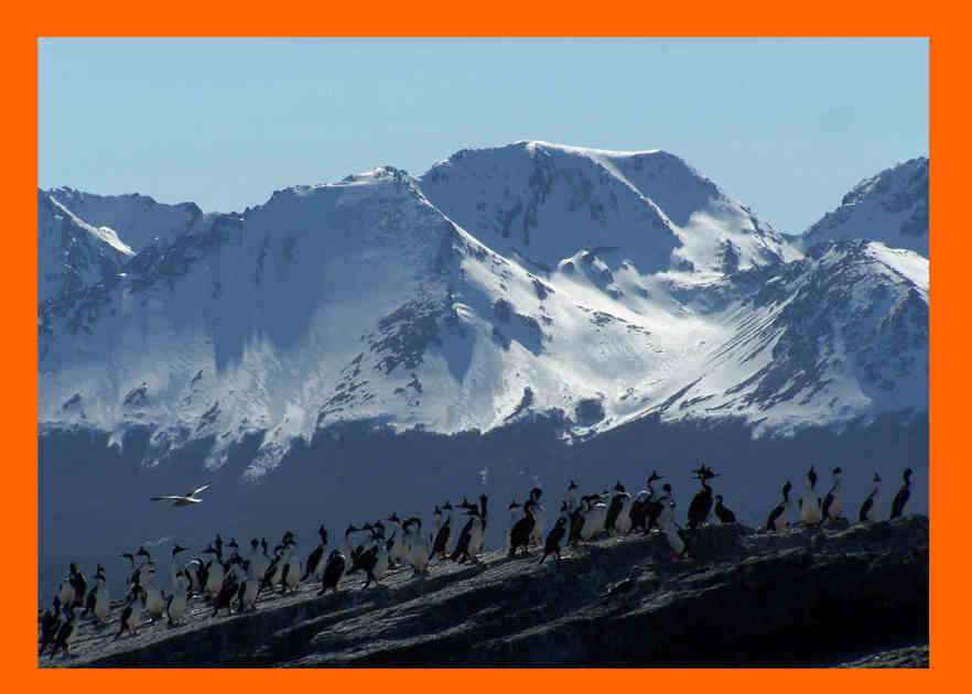 cormoranes en Ushuaia