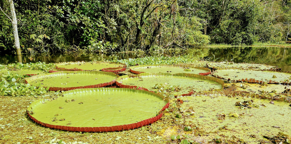 Victoria Regia
