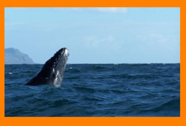 Ballena jorobada