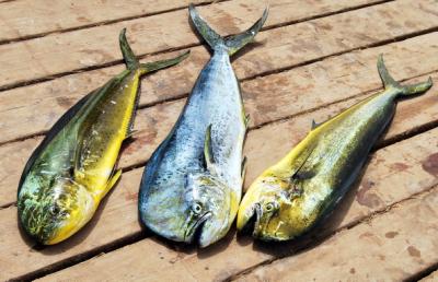 peces