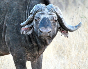 bufalo