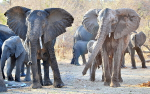 elefante