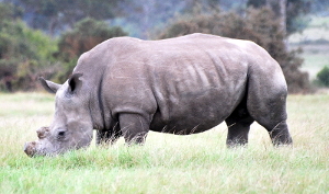 rino