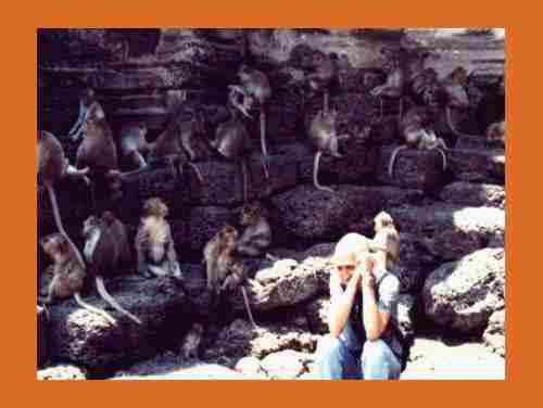 los monos de lopbury
