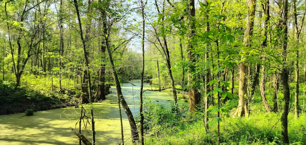 Pantanos de Louisiana